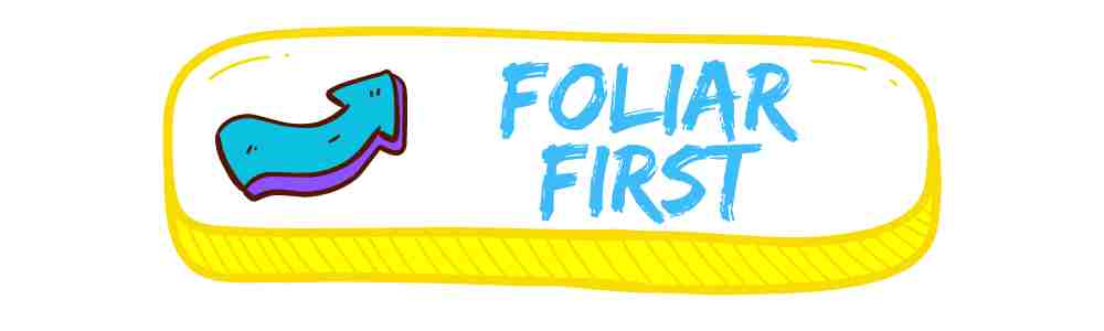 FOLIAR FIRST COLLECTION BUTTON WITH COLOURFUL BENDY ARROW