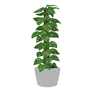 CARTOON IMAGE OF TALL GREEN LEAFY PLANT IN A GREY PLANT POT