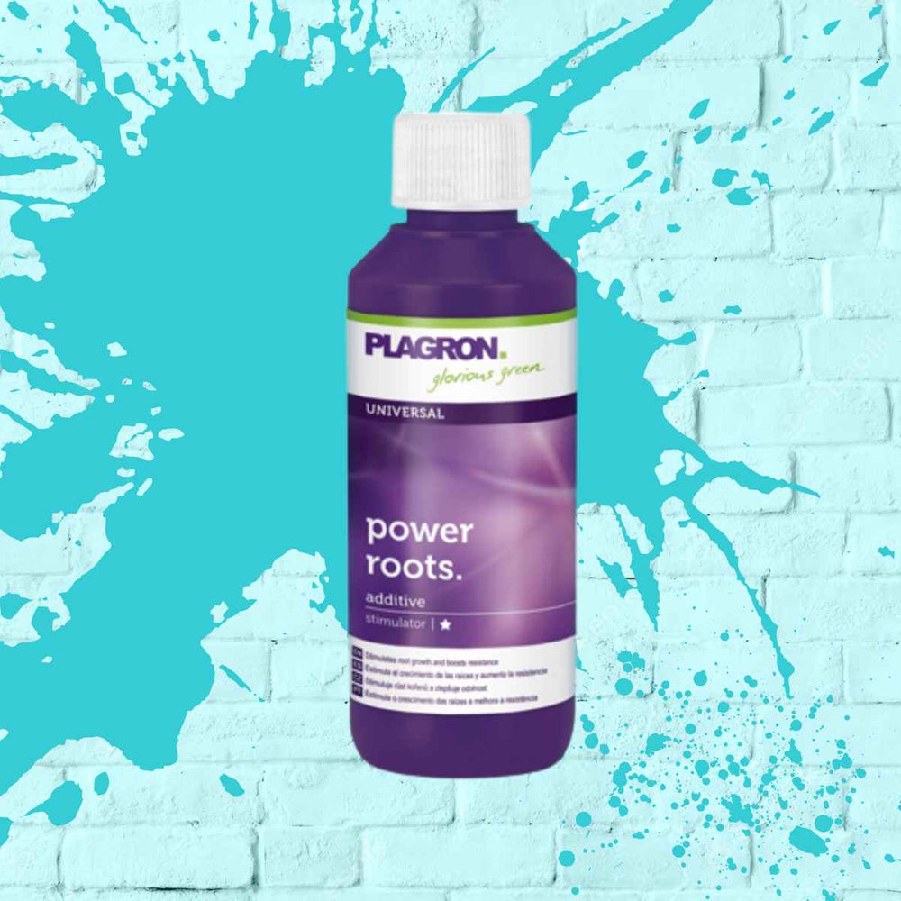 Using Plagron Power Roots, a top-rated root growth stimulator, for healthier and more resistant plants.
