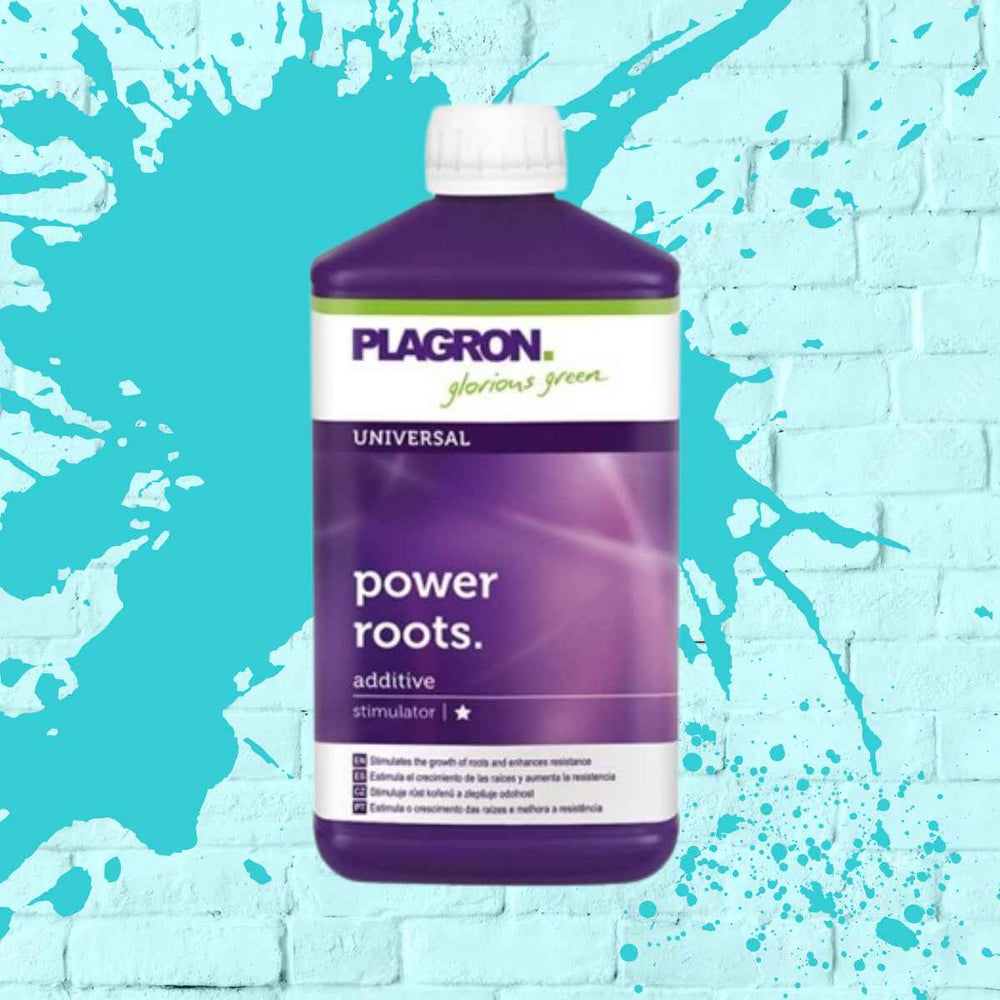 Application of Plagron Power Roots as a root growth stimulator for accelerated root development in plants.