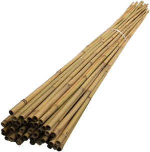 Bamboo x 10
