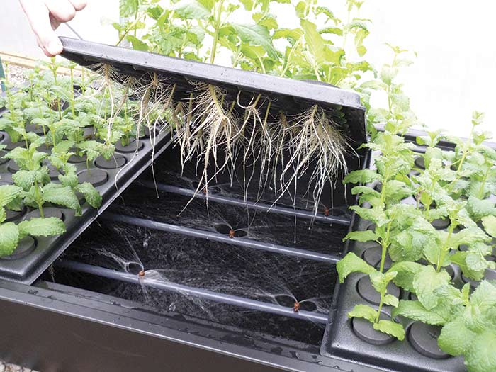 X-Stream Aeroponic Propagator V2 Unheated